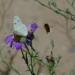 Bee Butterfly Purple Flower_800x720 100ppi