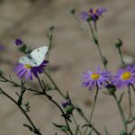White Butterfly Purple Flowers_700X452 100ppi