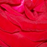 red rose macro 1150x655