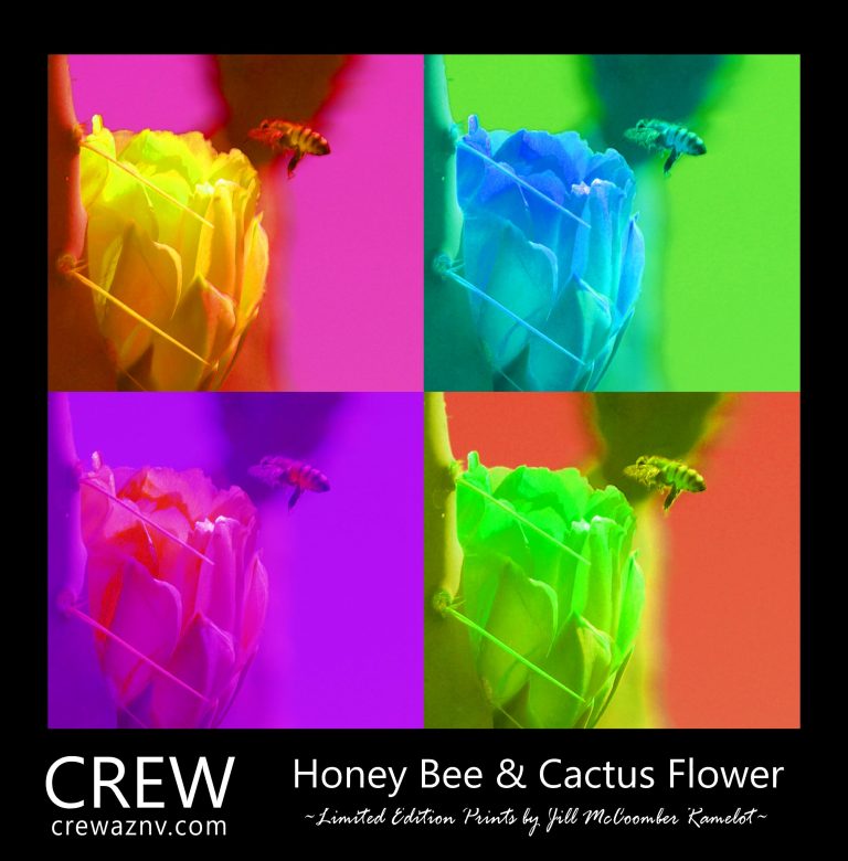 Honey Bee & Cactus Flower