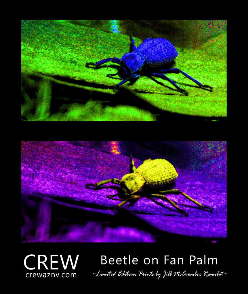 Beetle on a Fan Palm dyptych art design